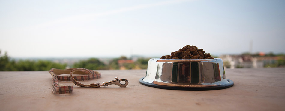 Leash and bowl with dog food