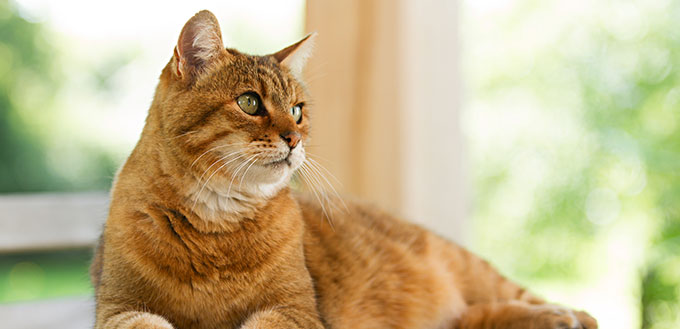 Lovely red cat on wooden table