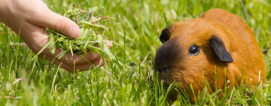 Man feeding a Guinea Pig