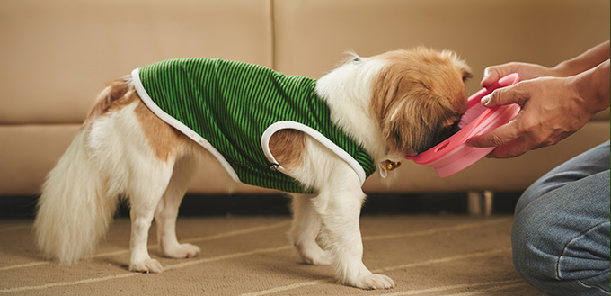 Owner giving food to dog