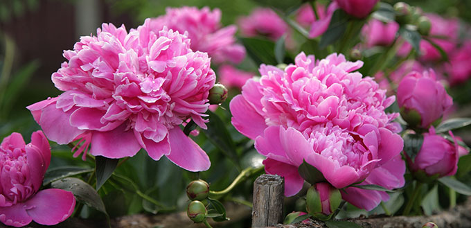 Peonies