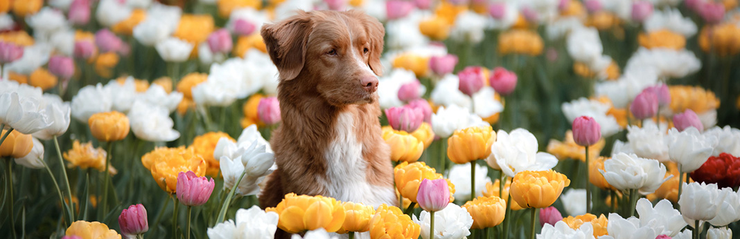 Plants That May Poison Your Dog: 10 Most Poisonous Plants for Dogs