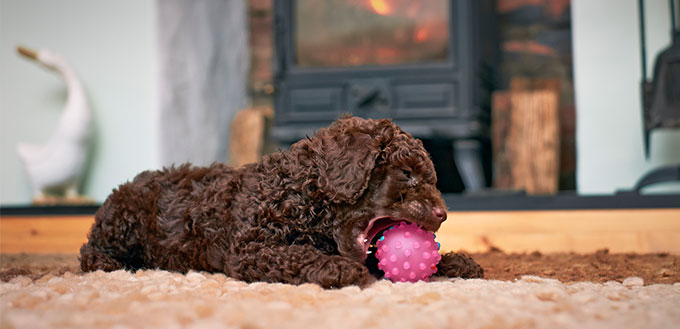 Poodle puppy playing with the ball