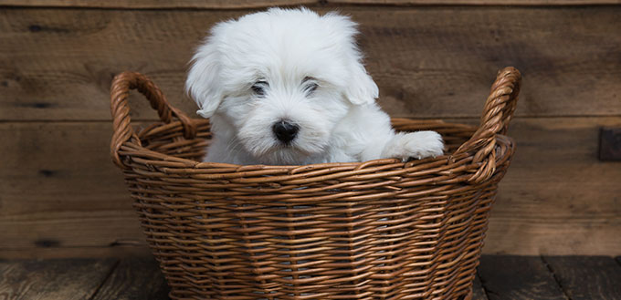 Portrait Cute little baby dog original Coton de Tulear