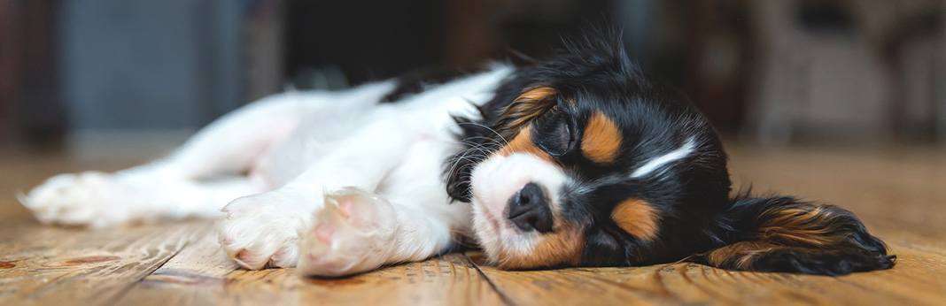 Puppy-Sleep-Training