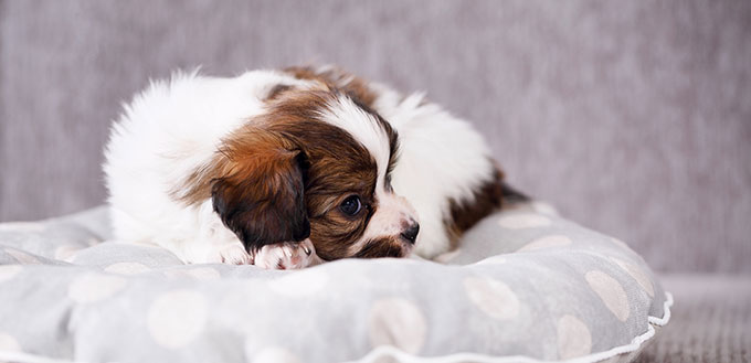 Puppy on a pillow