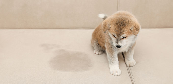 Puppy sitting near wet spot on the sofa