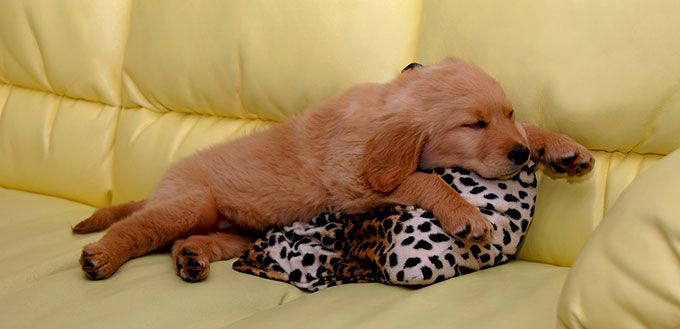 Puppy sleeping