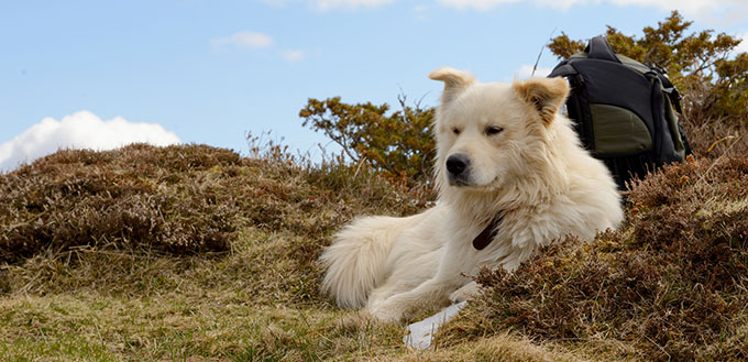 Pyrenean mountain dog lying