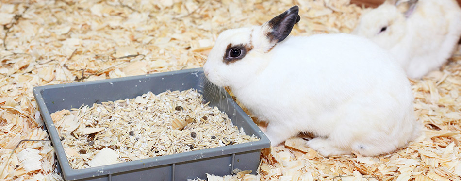 Rabbit eating food