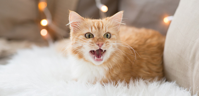 Red tabby cat mewing on sofa