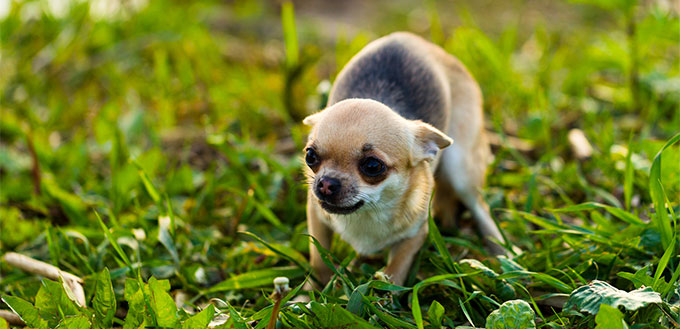 Scared chihuahua dog