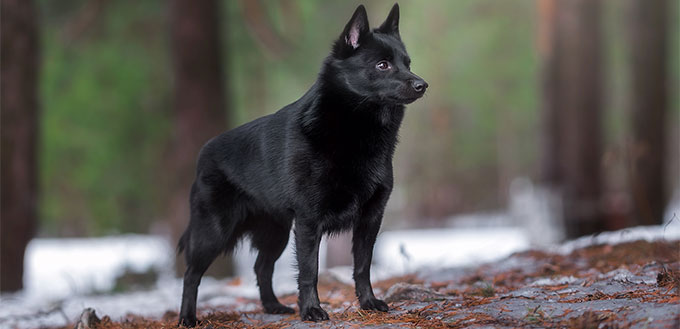 Schipperke dog in the forest