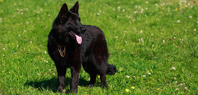 Schipperke dog standing on the grass