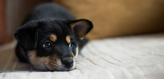 Shiba inu dog lying