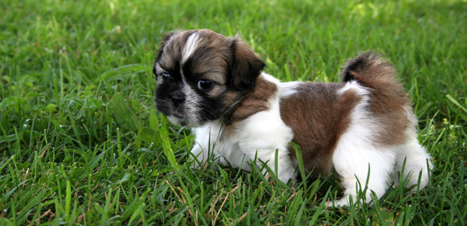 Shih Tzu puppy