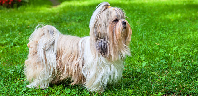 Shih tzu dog