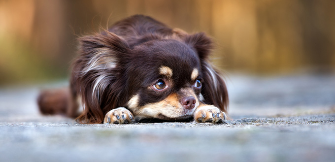 Shy chihuahua dog lying down outdoors