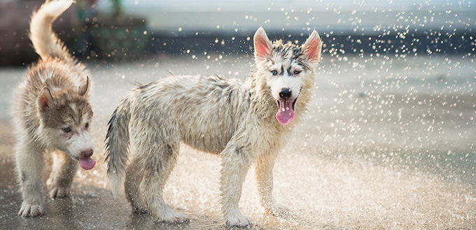 Siberian husky puppy shakes the water off its coat