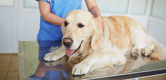 Sick dog in vet clinic