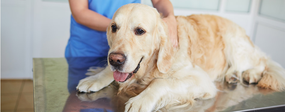 Sick dog in vet clinic