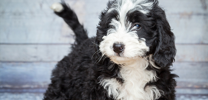 Sweet Adorable Bernedoddle Puppy