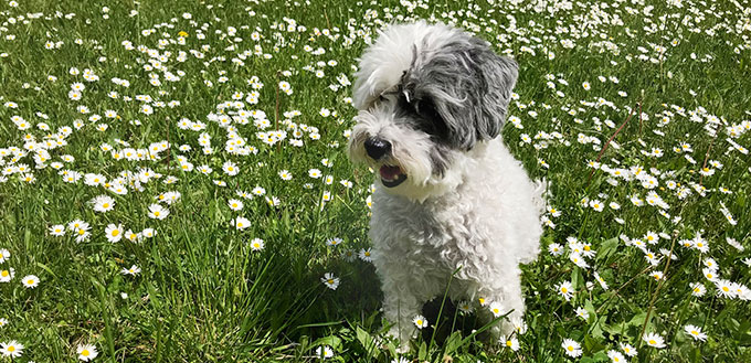 Sweet White Havanese Dog