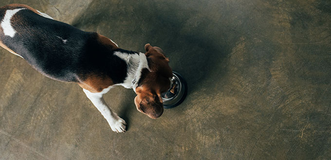 Top view of beagle dog eating pet food from metal bowl