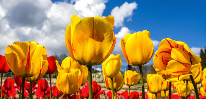 Tulips