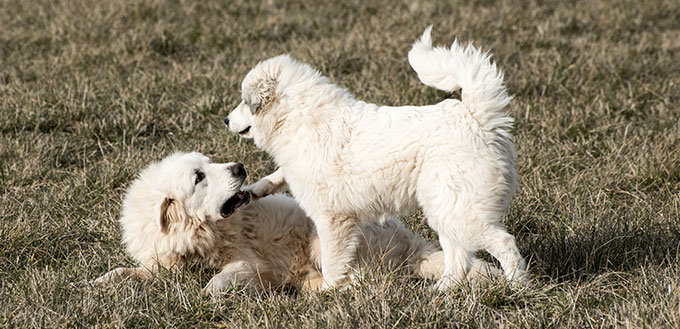 Two Great Pyrenees dogs playing