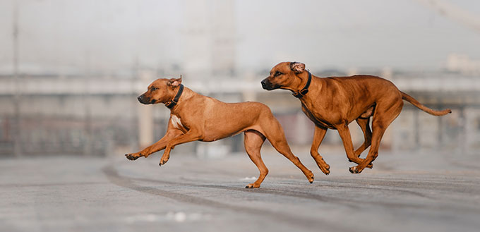 Two dogs running on the street