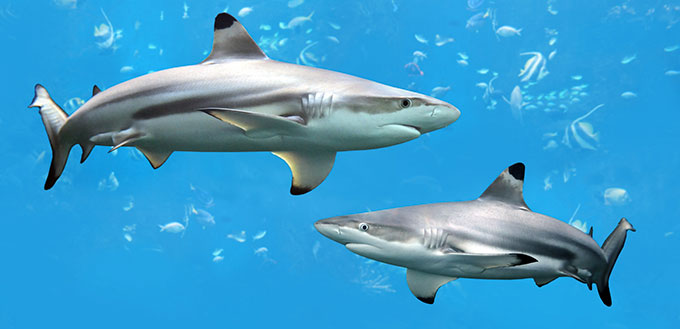 Two sharks swimming