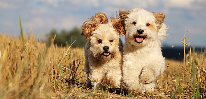 Two small dogs are running