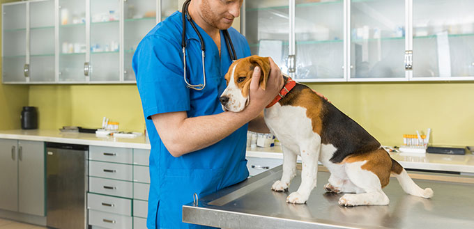 Veterinary examing dog