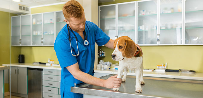 Veterinary examing dog