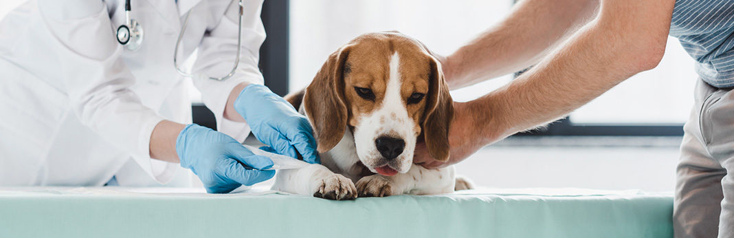 5 Ways To Deal With A Spider Bite On A Dog My Pet Needs That
