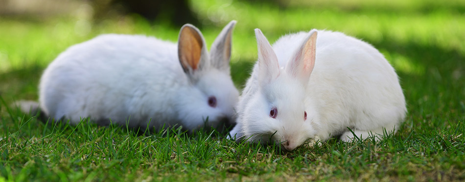 White rabbits in grass