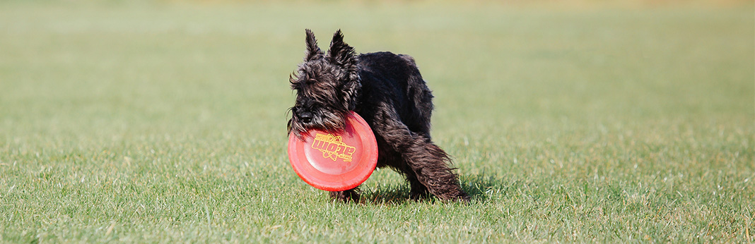 Why Do Dogs Shake Their Toys?