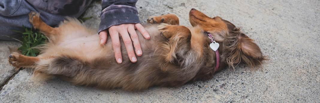 Why Do Dogs like Belly Rubs?