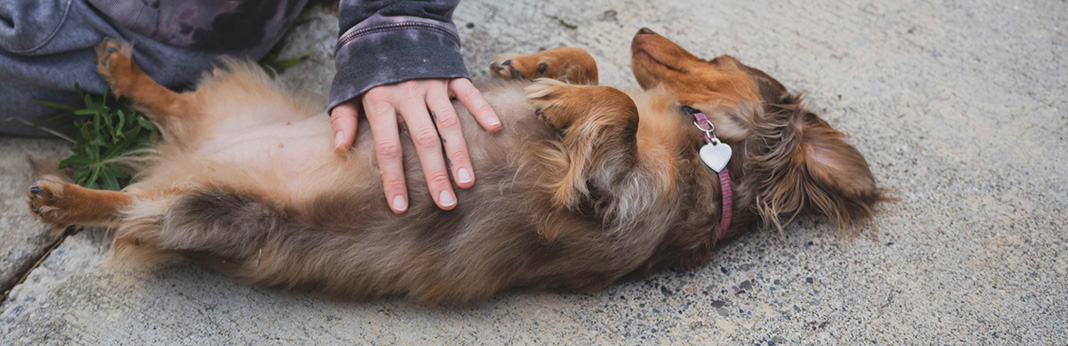 Why-Do-Dogs-like-Belly-Rubs