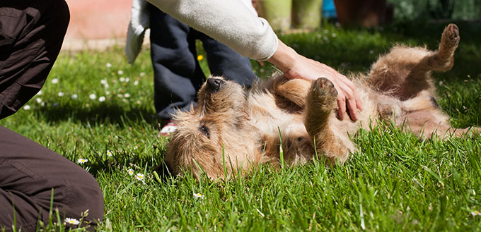 Woman cuddling the dog