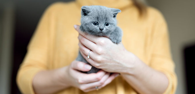 Woman holding a grey kitten