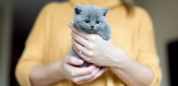 Woman holding a grey kitten