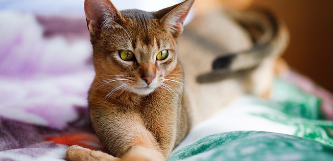 Young cat lying on the bed