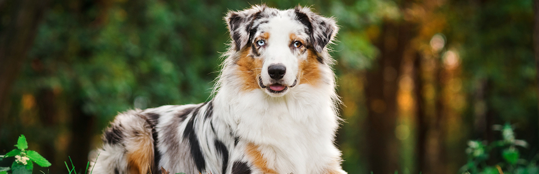 australian shepherd information & dog breed facts