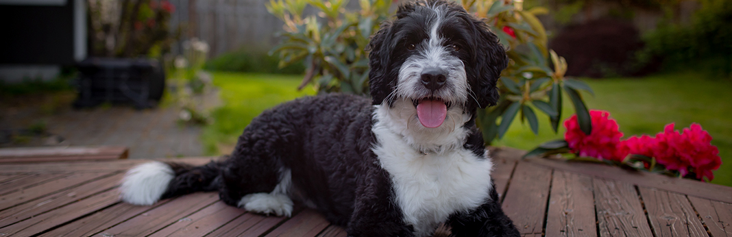 bernedoodle dog breed information and characteristics