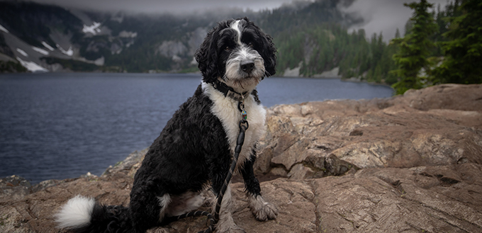 bernedoodle on hike