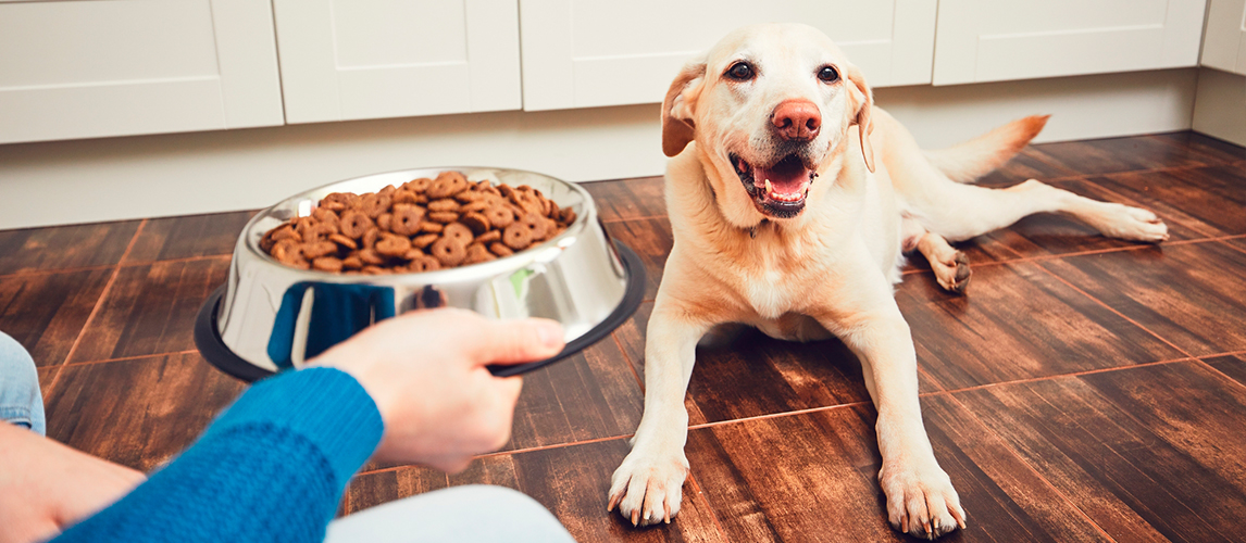 best dry dog food for fussy eaters