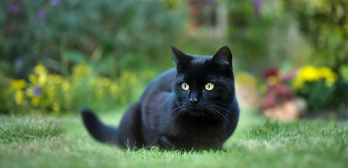 black cat on the grass in the back yard