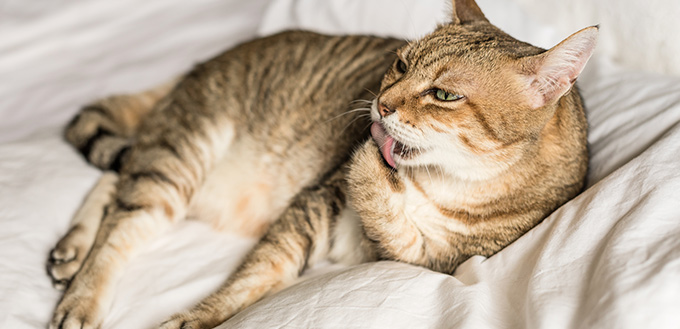 cat grooming itself